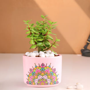 MILT and Jade Plant Terrarium