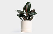 Air Purifying Plants