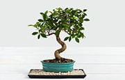 Bonsai Plants