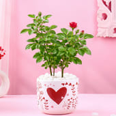 Rose Plant In Heart Valentine Terracota Pot