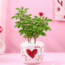 Rose Plant In Heart Valentine Terracota Pot