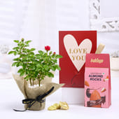 Rose Plant With Choco Almonds N Love You Card
