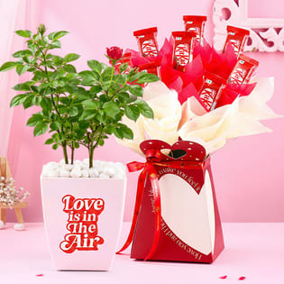 Rose Plant In Love Pot With Kitkat Bouquet