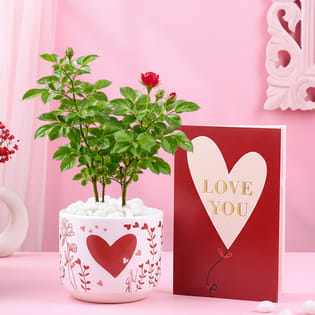 Rose Plant In Heart Terracota Pot With Love Card