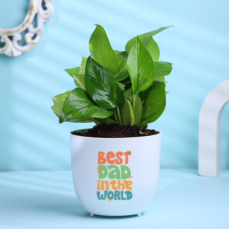 Money Plant In Best Dad Pot