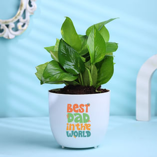 Money Plant In Best Dad Pot