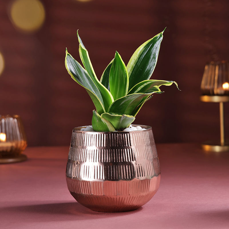 Product Image Video