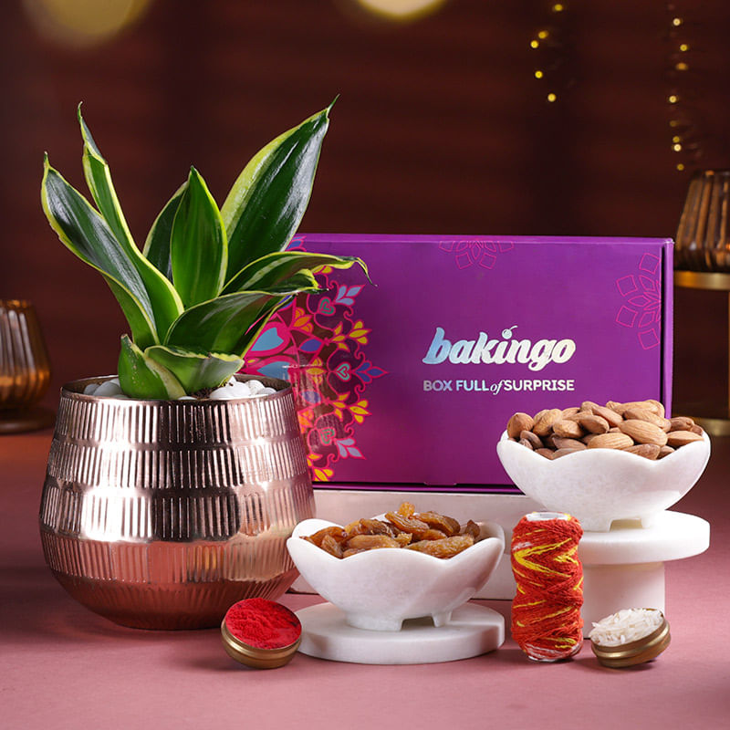 Festive Plant N Indulgence Hamper