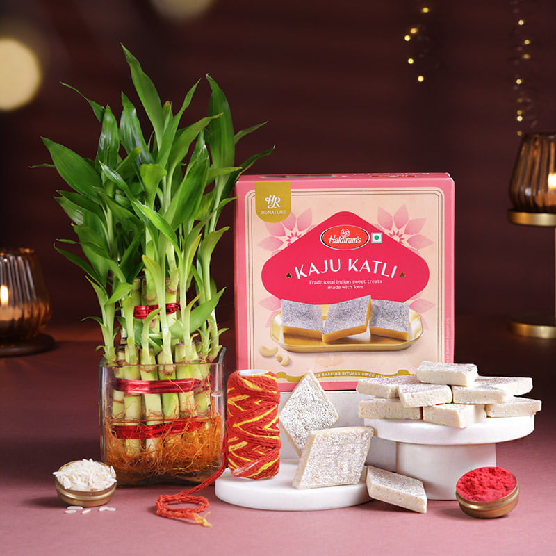 Bamboo Plant N Kaju Katli Festive Hamper