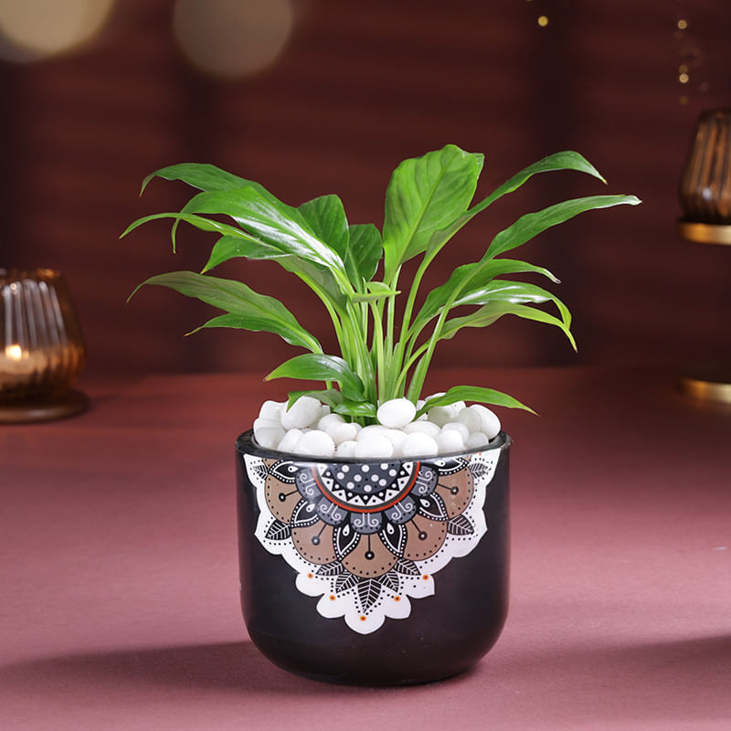 Product Image Video
