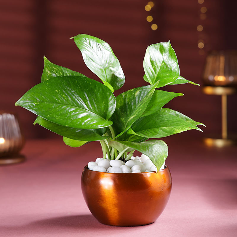 Product Image Video