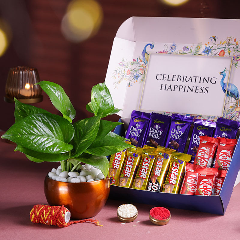 Money Plant N Chocolates Festive Hamper