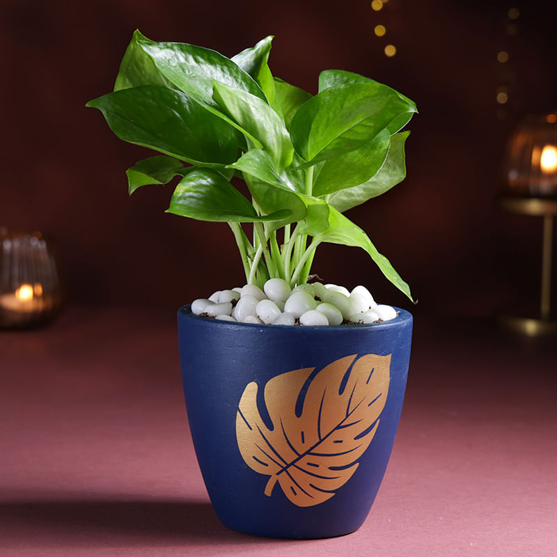 Product Image Video