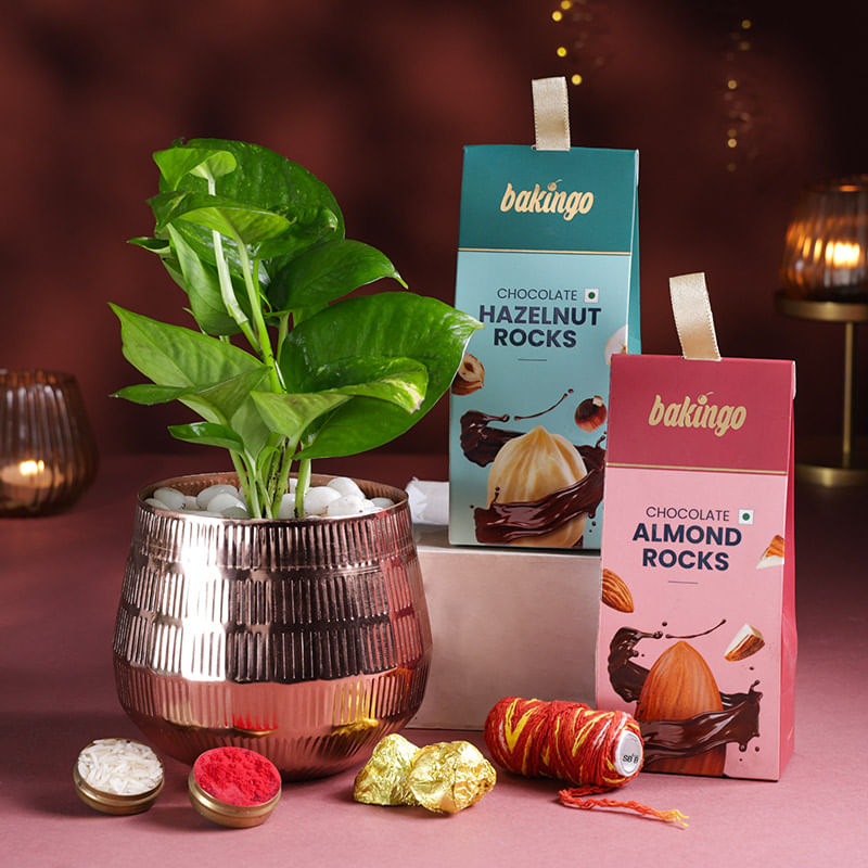 Money Plant N Sweet Festive Hamper