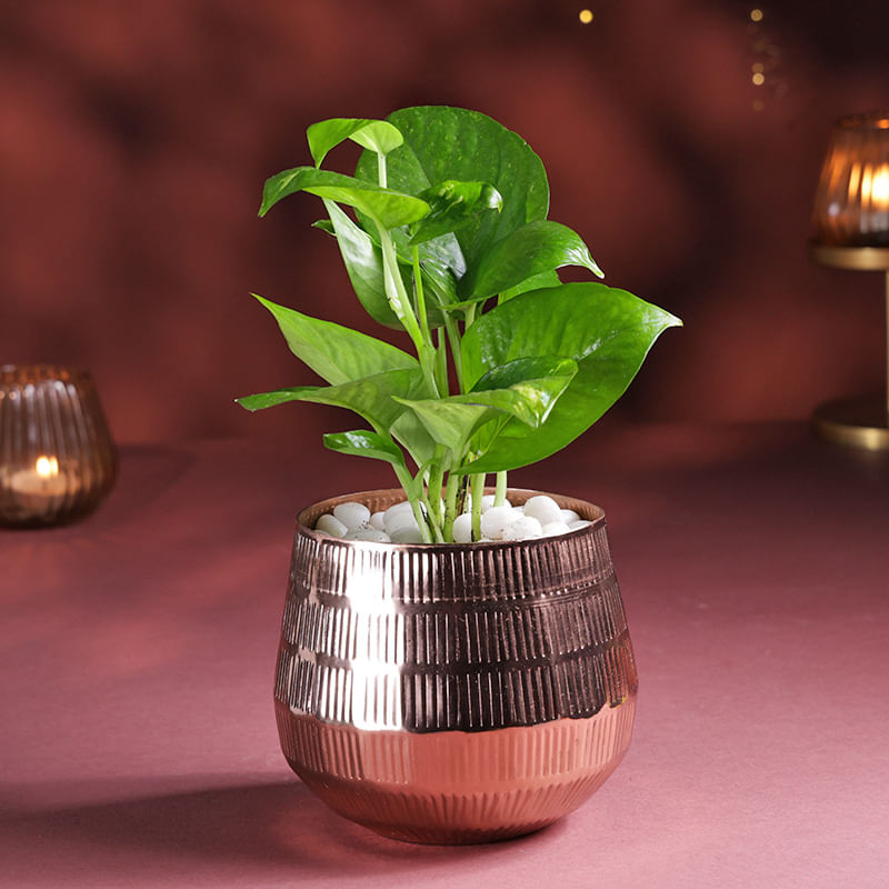 Product Image Video