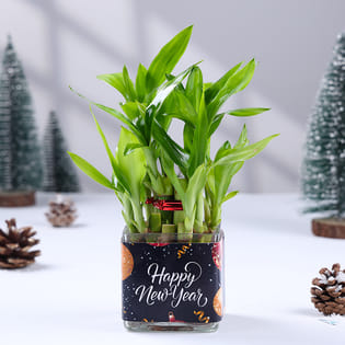 Two Layer Lucky Bamboo In Hnyglass Vase