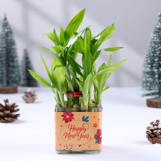 Two Layer Lucky Bamboo In New Year Glass Vase