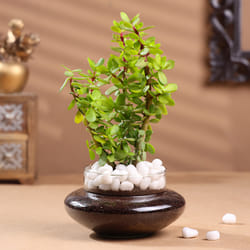 Profuse Jade Terrarium