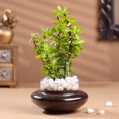 Profuse Jade Terrarium