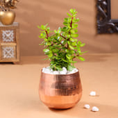 Jade Plant In Rose Gold Pot