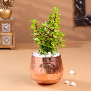 Jade Plant In Rose Gold Pot