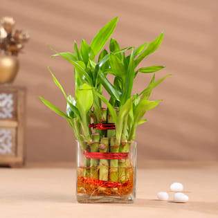 Divine Indoors Bamboo Plant