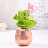 Money Plant In Rose Gold Metal Pot