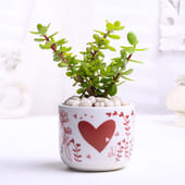 Jade Plant In Valentine Terracota Pot