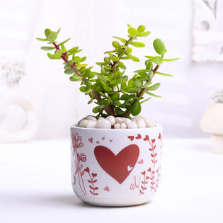 Jade Plant In Valentine Terracota Pot