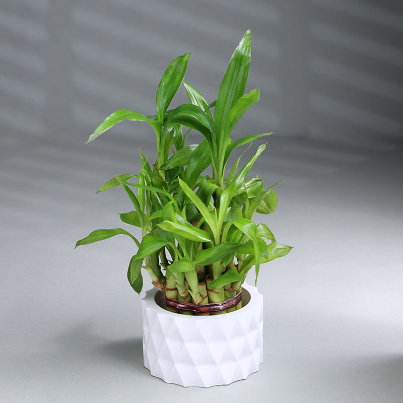 Product Image Video