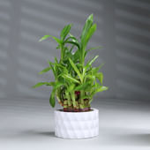 Lucky Bamboo Plant In White Pot