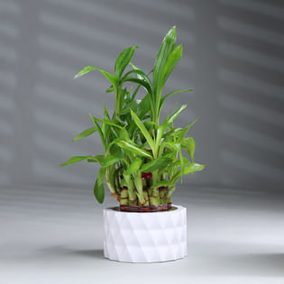 Lucky Bamboo Plant In White Pot