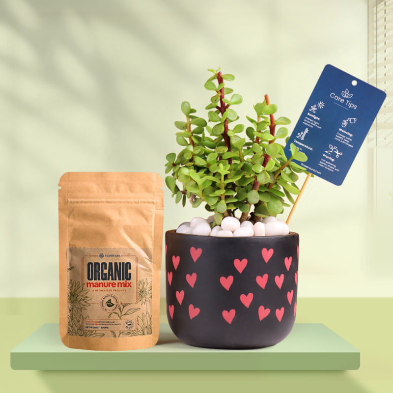 Jade In Heart Glow Terracotta Pot With Manure
