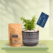 Jade In Black Terracotta Pot With Tribal Print With Manure