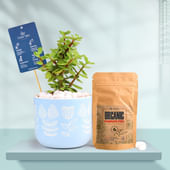 Jade In Floral Sky Terracotta Planter With Manure