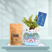 Jade In Rangoli Charm Terracotta Planter With Manure