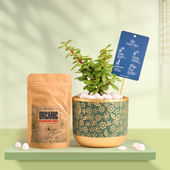 Jade In Golden Flora Terracotta Pot With Manure