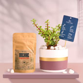 Jade In Maroon Mist Terracotta Pot With Manure