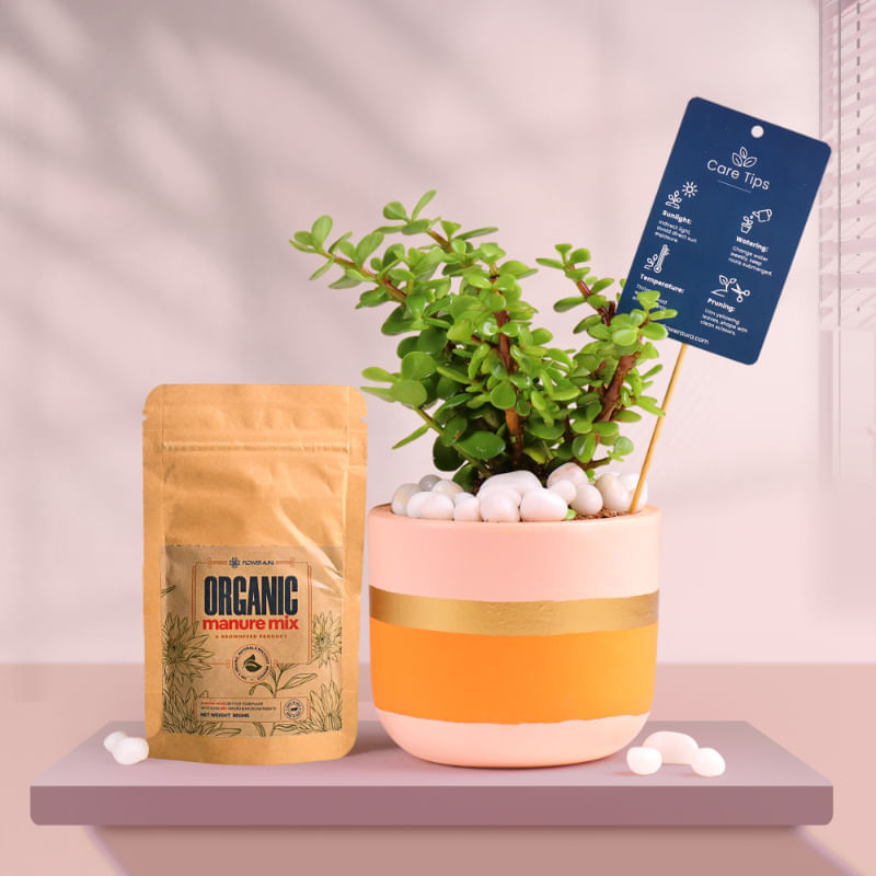Jade In Pink Gold Flame Terracotta Pot With Manure