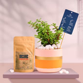 Jade In Pink Gold Flame Terracotta Pot With Manure