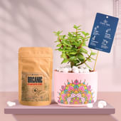 Jade In Pink Rangoli Terracotta Planter With Manure