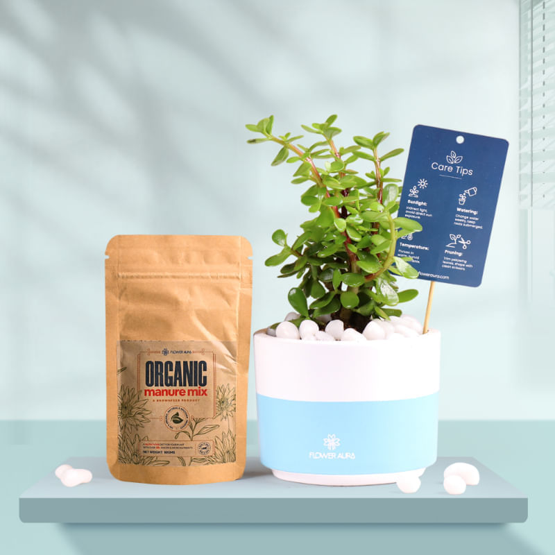 Jade In Bluedip Terracotta Pot With Manure
