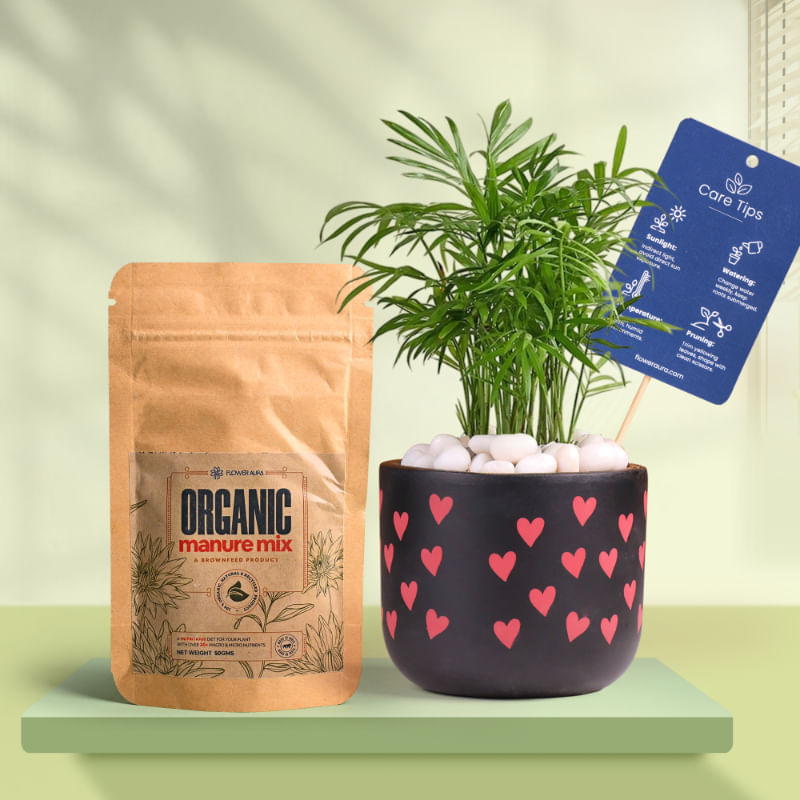 Chamaedorea In Heart Glow Terracotta Pot With Manure