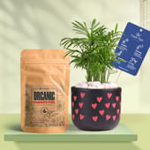 Chamaedorea In Heart Glow Terracotta Pot With Manure