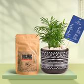 Chamaedorea In Black Terracotta Pot With Tribal Print With Manure