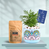 Chamaedorea In Rangoli Charm Terracotta Planter With Manure