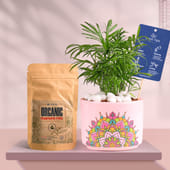 Chamaedorea In Pink Rangoli Terracotta Planter With Manure