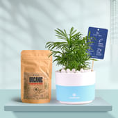 Chamaedorea In Bluedip Terracotta Pot With Manure
