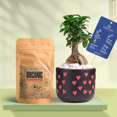 Ficus Bonsai In Heart Glow Terracotta Pot With Manure