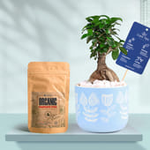 Ficus Bonsai In Floral Sky Terracotta Planter With Manure